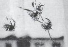 UFO in Pedrosavodsk (Russia) 1977