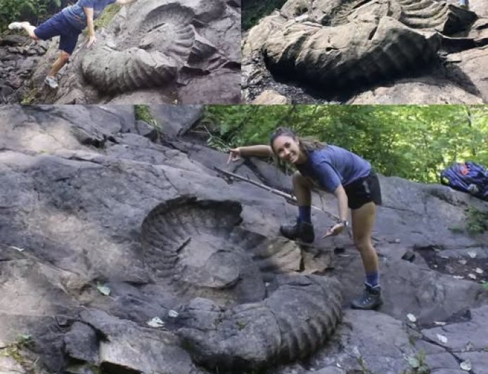 Questo fossile è stato trovato nei pressi di Fernie, nella Columbia Britannica, in Canada