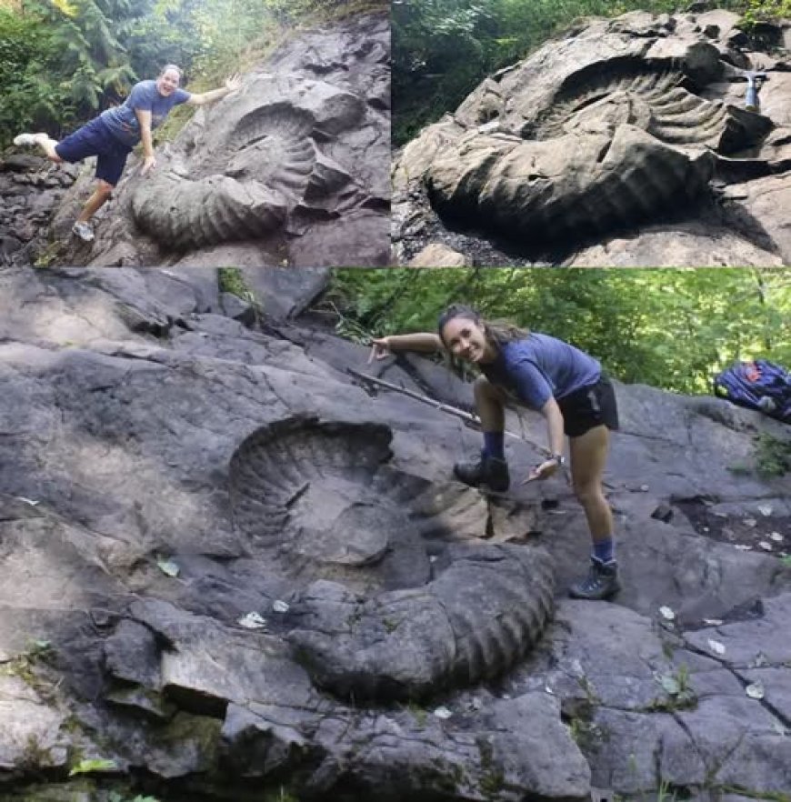 Questo fossile è stato trovato nei pressi di Fernie, nella Columbia Britannica, in Canada